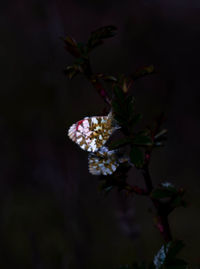 Close-up of flowers