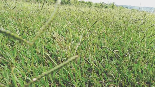 Grass growing in field