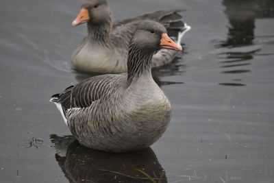 Geese swimming in lake