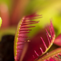 Close-up of succulent plant