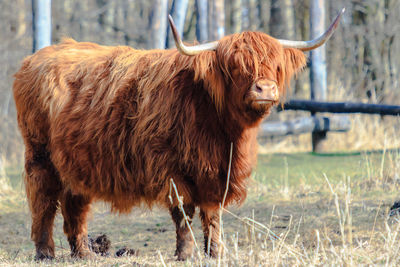 Schotse hooglander