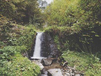 Scenic view of waterfall in forest