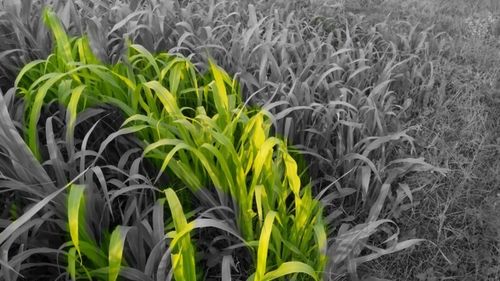 Close-up of plants growing in field