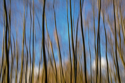 Low angle view of plants against blue sky