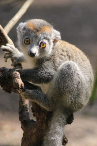 Close-up portrait of monkey on branch