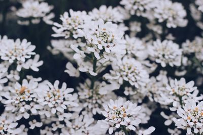 Close-up of white cherry blossoms