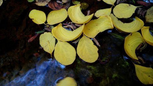 Close-up of leaves