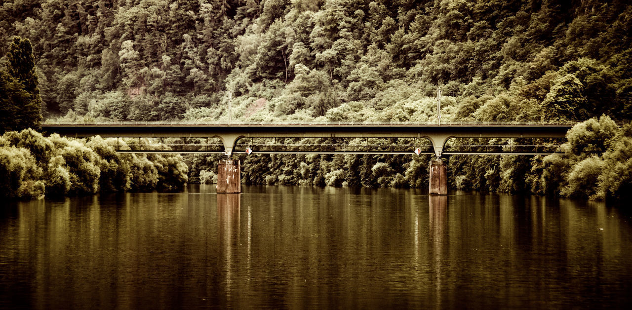 VIEW OF BRIDGE OVER LAKE IN FOREST