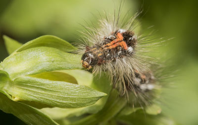 Close-up of spider on leaf