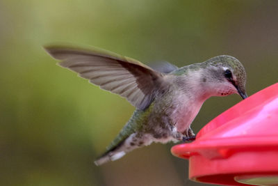 Close-up of bird flying