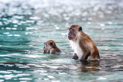 Monkeys swimming in lake