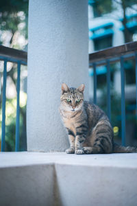 Portrait of cat sitting on retaining wall