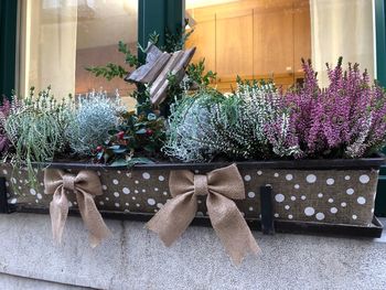 Potted plants on table by window