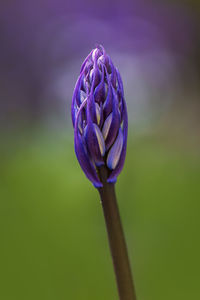 Close-up of purple flower buds