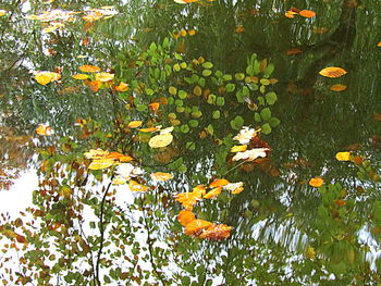 Orange leaves floating on water