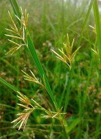 Close-up of wheat growing on field