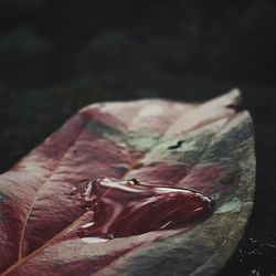 Close-up view of leaf