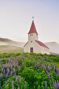 Purple flowering plants by building against sky