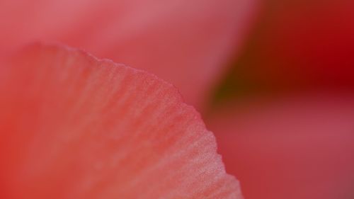 Full frame shot of pink flower