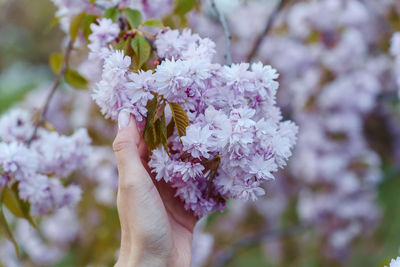 Close-up of hand holding cherry blossom