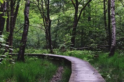 Footpath amidst trees in forest