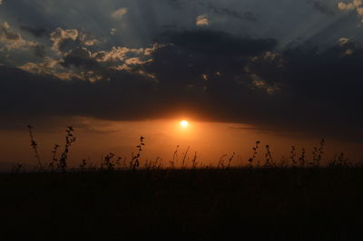 Silhouette plants on field against cloudy sky during sunset