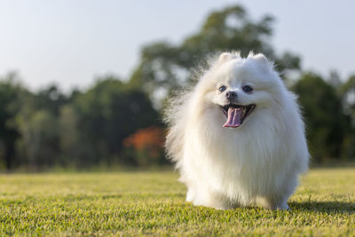 Close-up of white dog on field