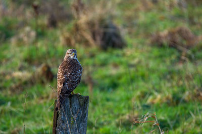 Bird on ground