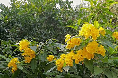 Close-up of yellow flowers blooming in park