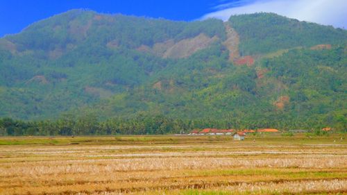 Scenic view of agricultural field against sky