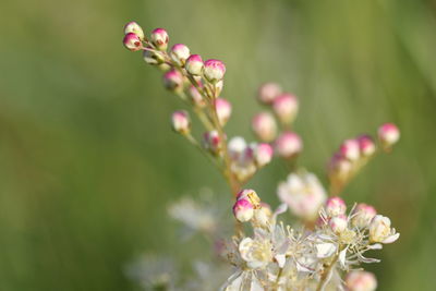 Close-up of pink flower