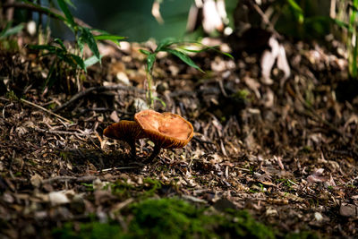 Close-up of mushroom growing on field