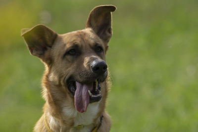 Portrait of dog on field