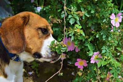 Close-up of dog with flowers