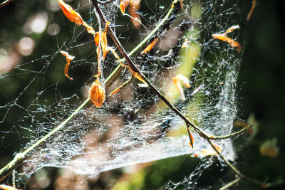 Close-up of spider on web