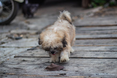 Dog lying down on boardwalk