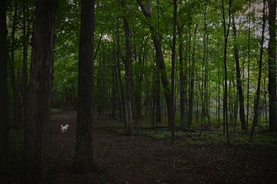 Trees in forest