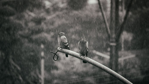 Bird perching on a tree