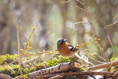 Close-up of bird perching on branch