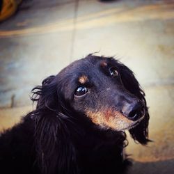 Close-up portrait of a dog