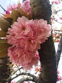 Close-up of pink flowers on tree