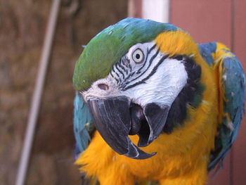 Close-up of a parrot