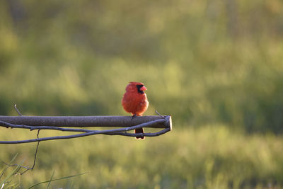 Cardinal perching on branch