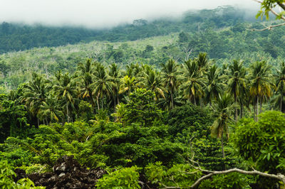 Panoramic view of trees on field against sky