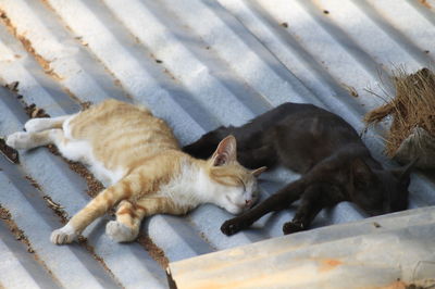 Close-up of cat lying down