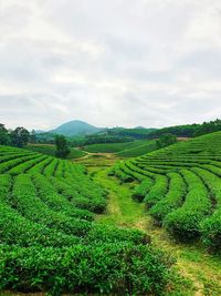 Scenic view of agricultural field against sky