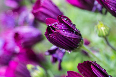 Close-up of raindrops om pink flower