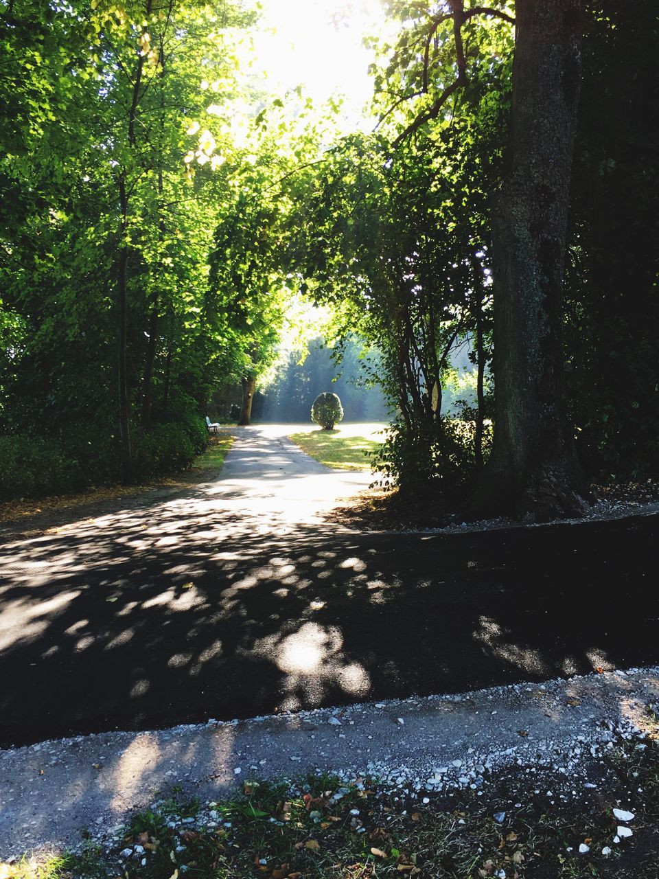 VIEW OF TREES IN FOREST