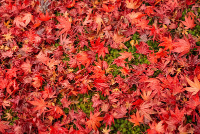 Red leaves of maple tree fallen on fresh little green leaves of moss on background