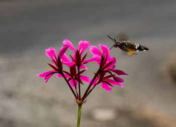 Close-up of bee pollinating on pink flower